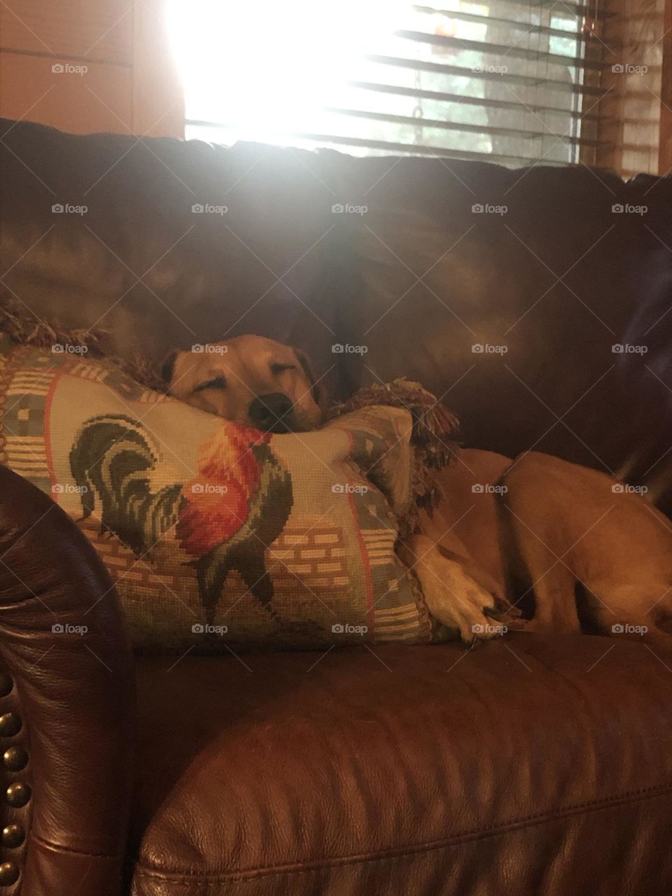 Penny, a rescue 4 years ago, loving her nap at the Texas ranch!