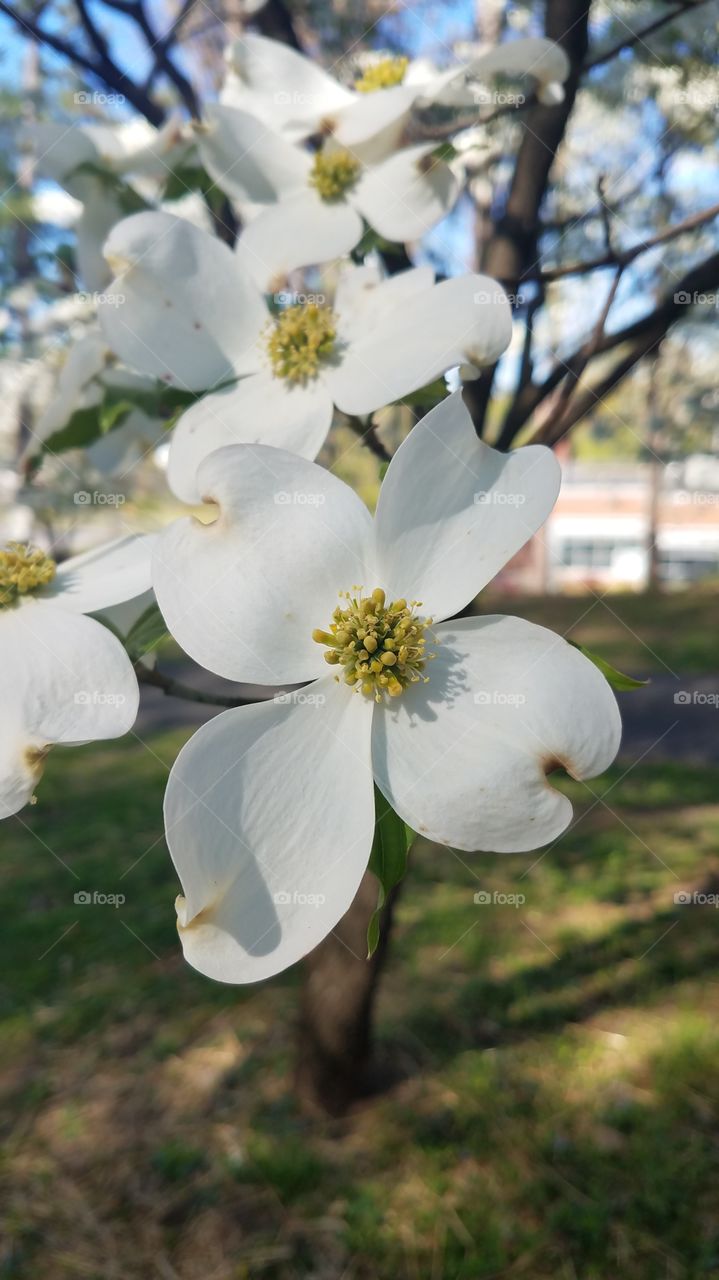 white dogwood blooming in spring