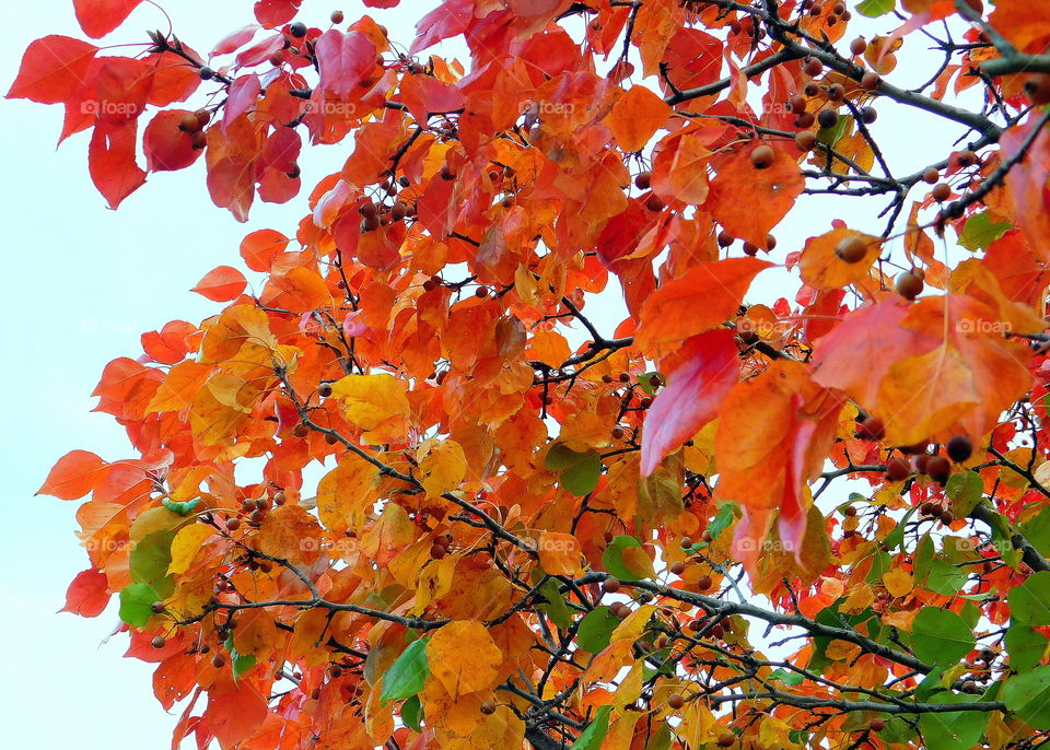Bright is Beautiful in the fall season
