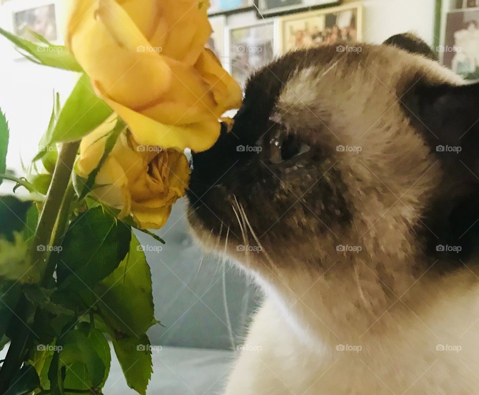 Cat and rose