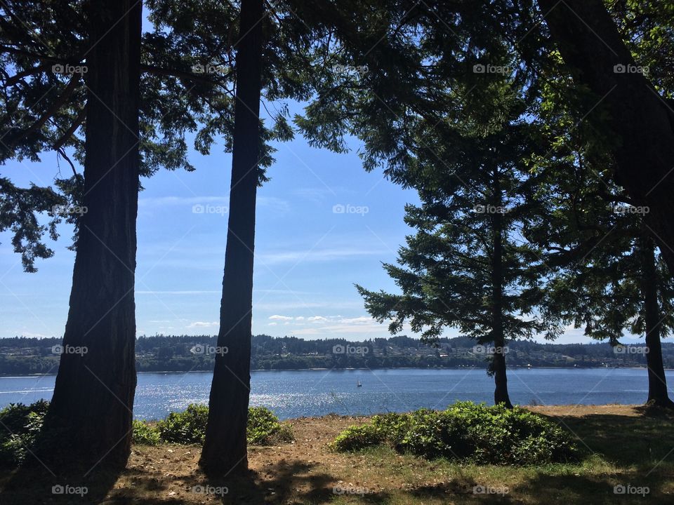 Point Defiance. View from the trees in the park