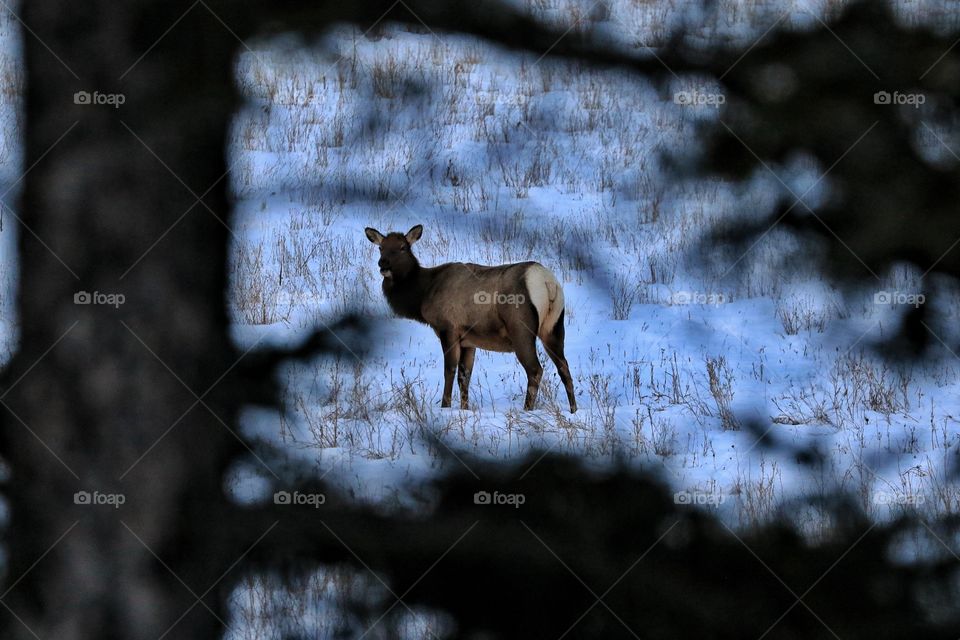 Deer through the branches of a tree in the snow