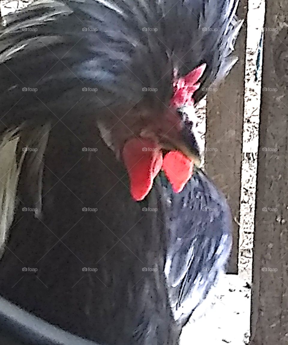 White crested Polish rooster