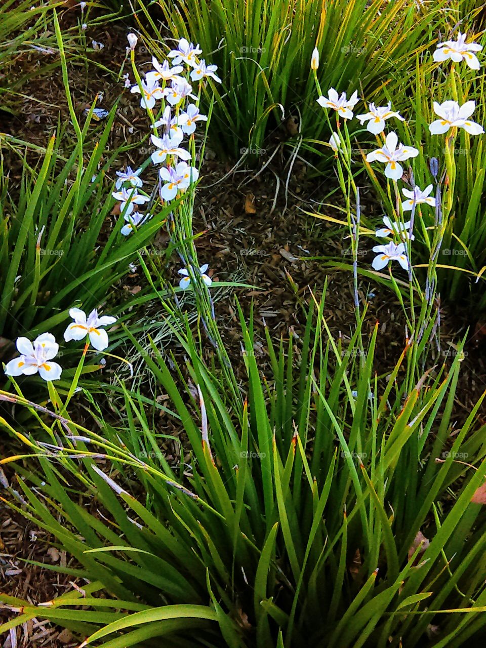 High angle view of wildflower