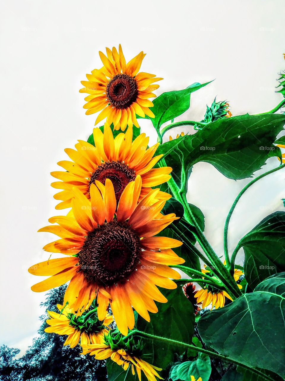 Sunflowers!!!