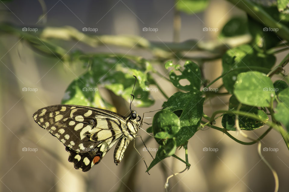 Brown Butterfly On a green leaf in the garden