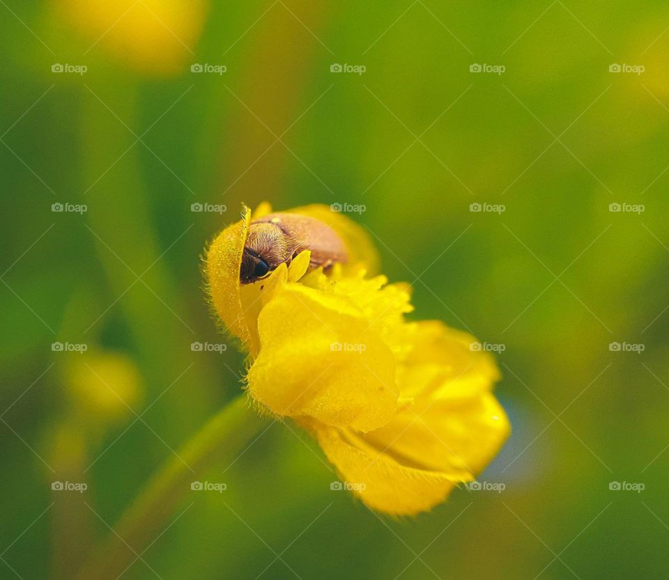 An unusual simple beetle hides in a yellow wildflower