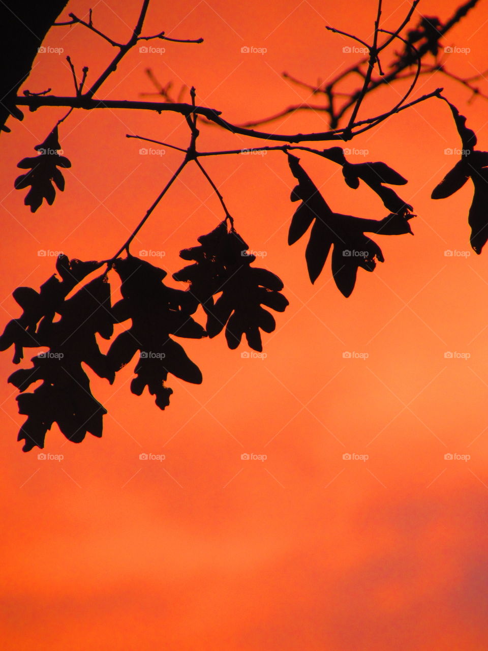 View of tree branch