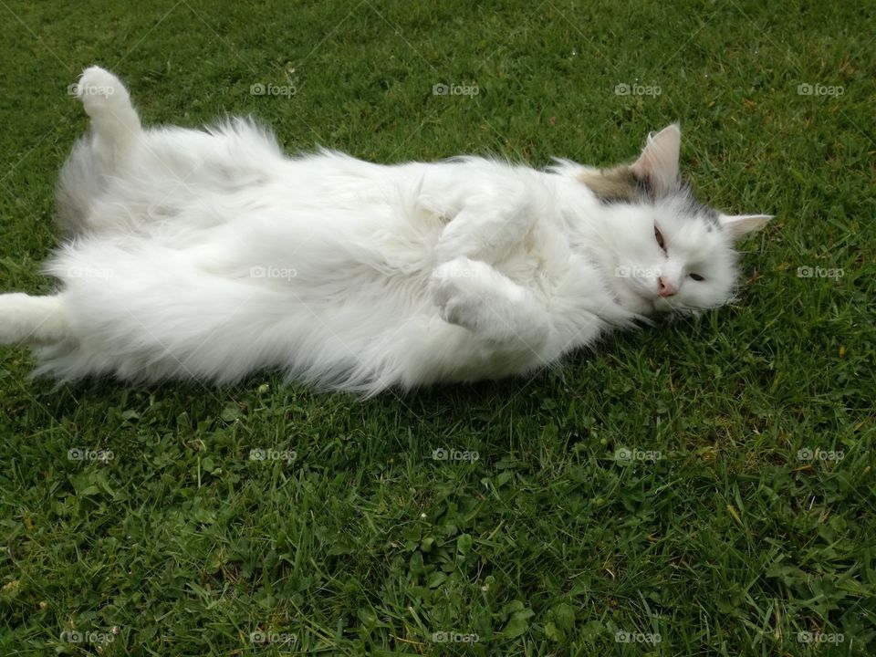 Happy cat lying in grass