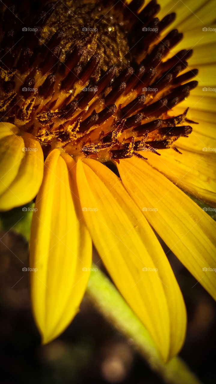 Sunflower Closeup