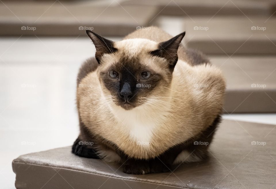 Cute cat in cat cafe shop in Bangkok Thailand