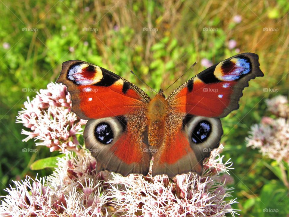 Butterfly