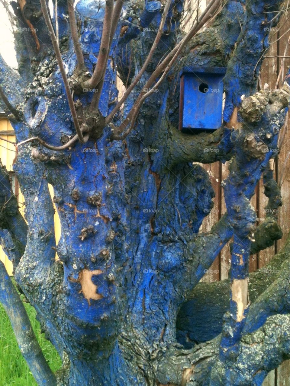 sweden blue halmstad nestingbox by lenacarlsson