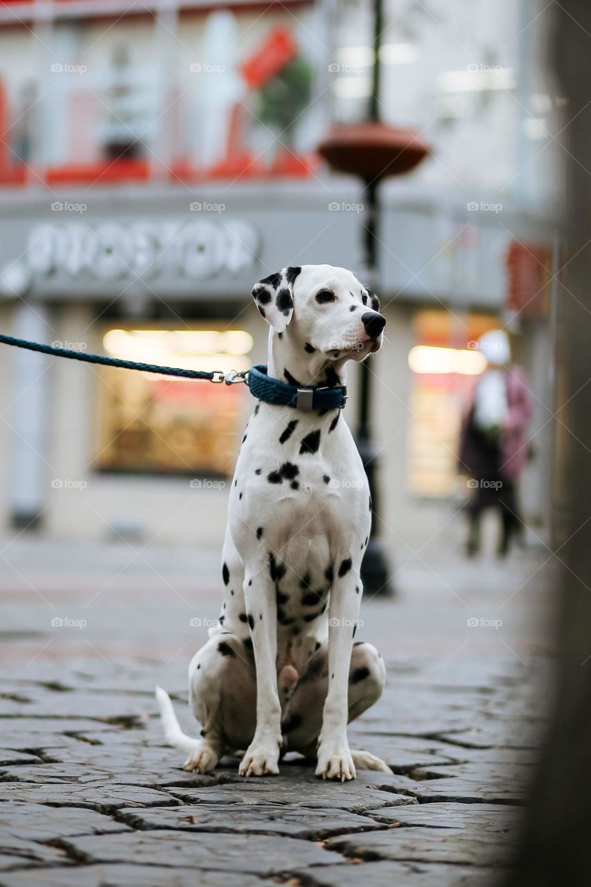 Dalmatian dog