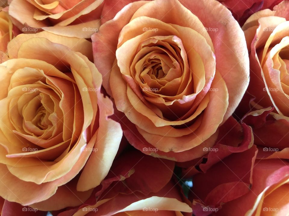 A yellow and glazed pink set of roses, notable for their highly unusual color presence.