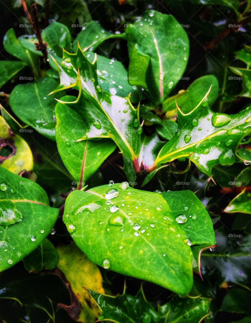 Holly and green plant