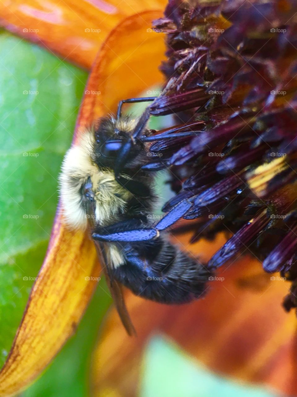 Bee in search of pollen