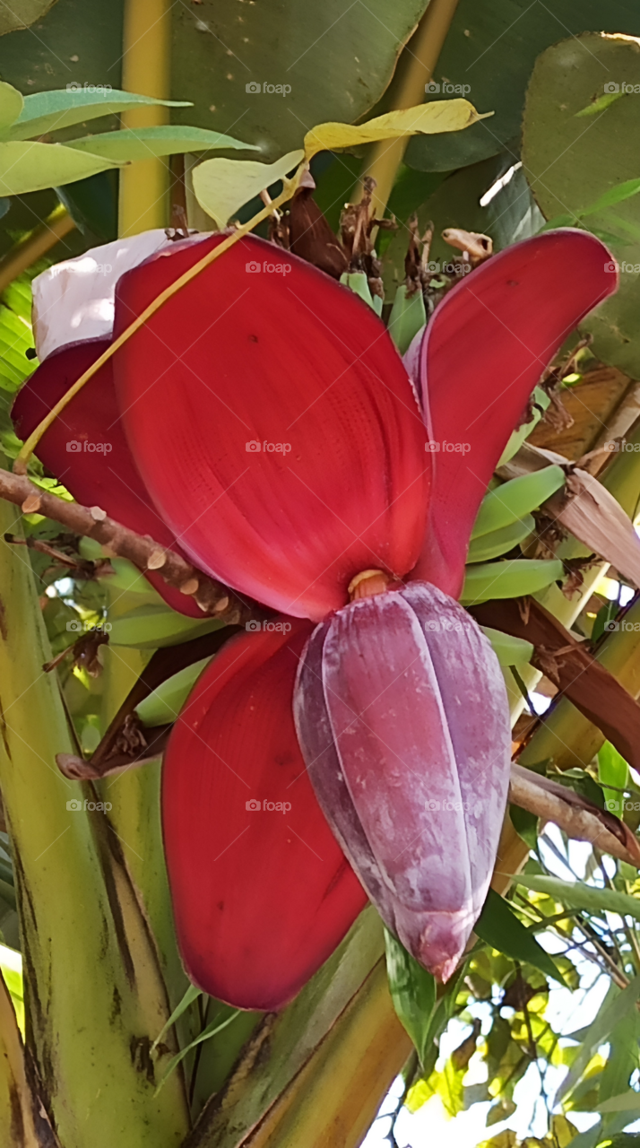 Banana flowers in spring foliage