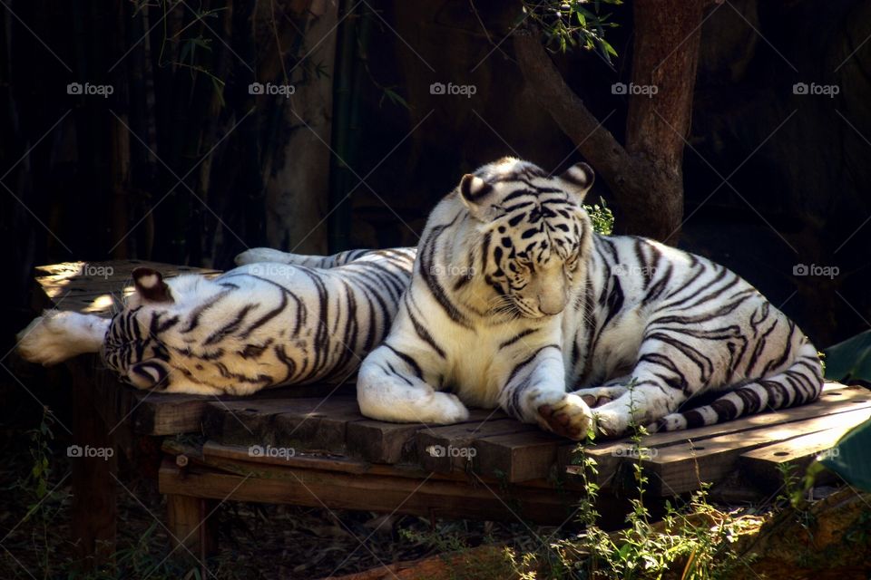 White tigers relax on raised platform