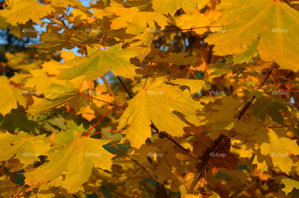 yellow autumn