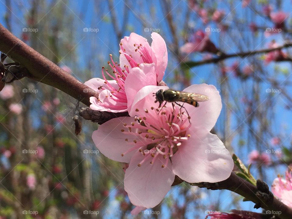 Pink Apricot blossoms in Springtime, pollinating