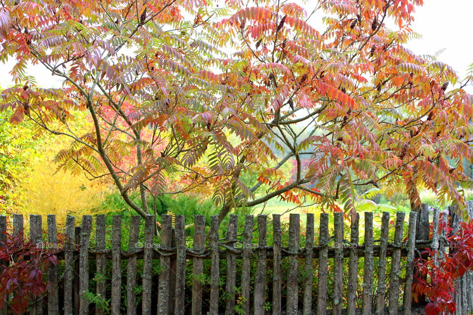 Beautiful autumn in the garden.