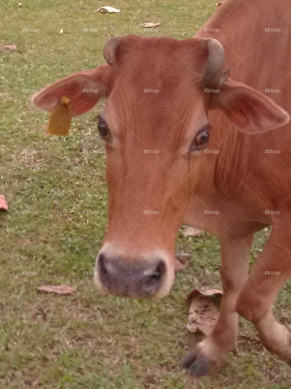 cute cow