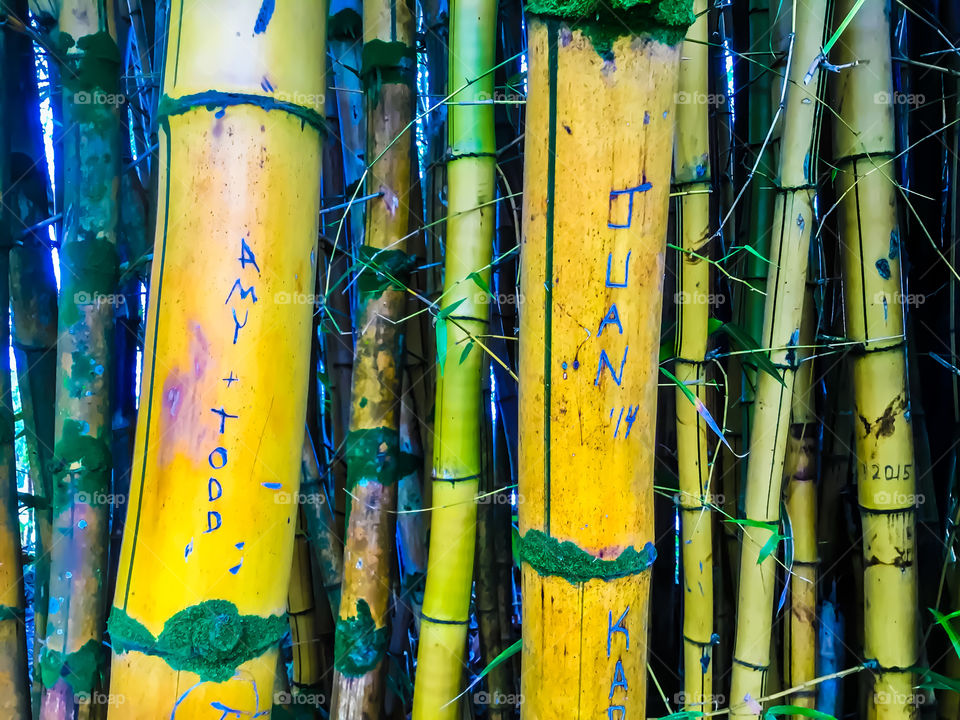 Bamboo with carvings