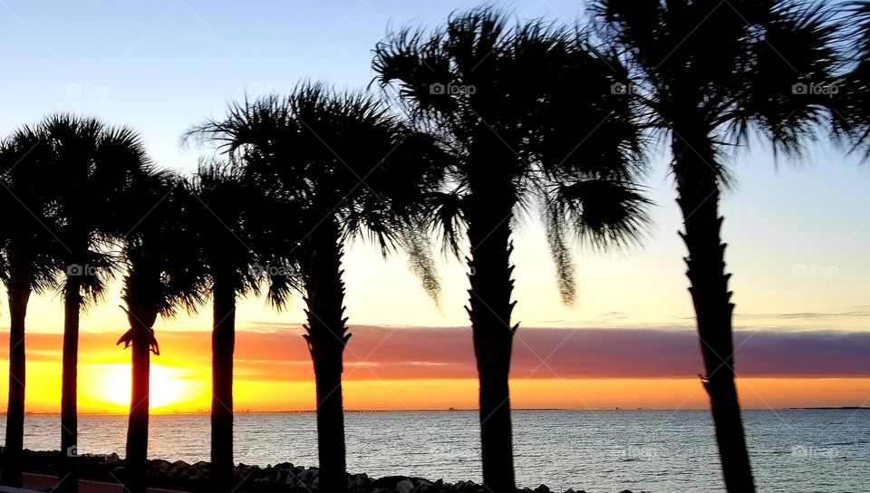 Palm trees at sunrise