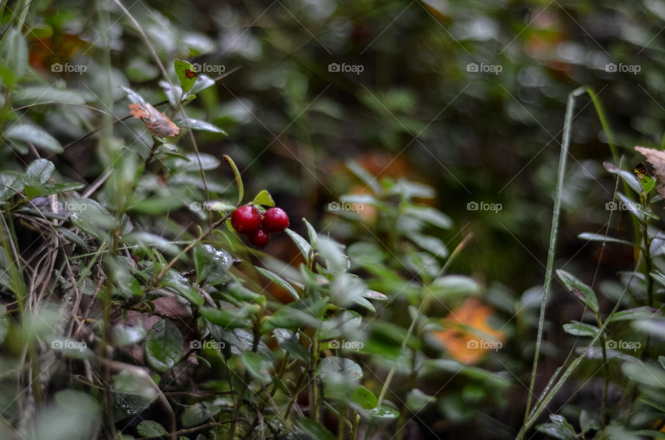 Red berries.