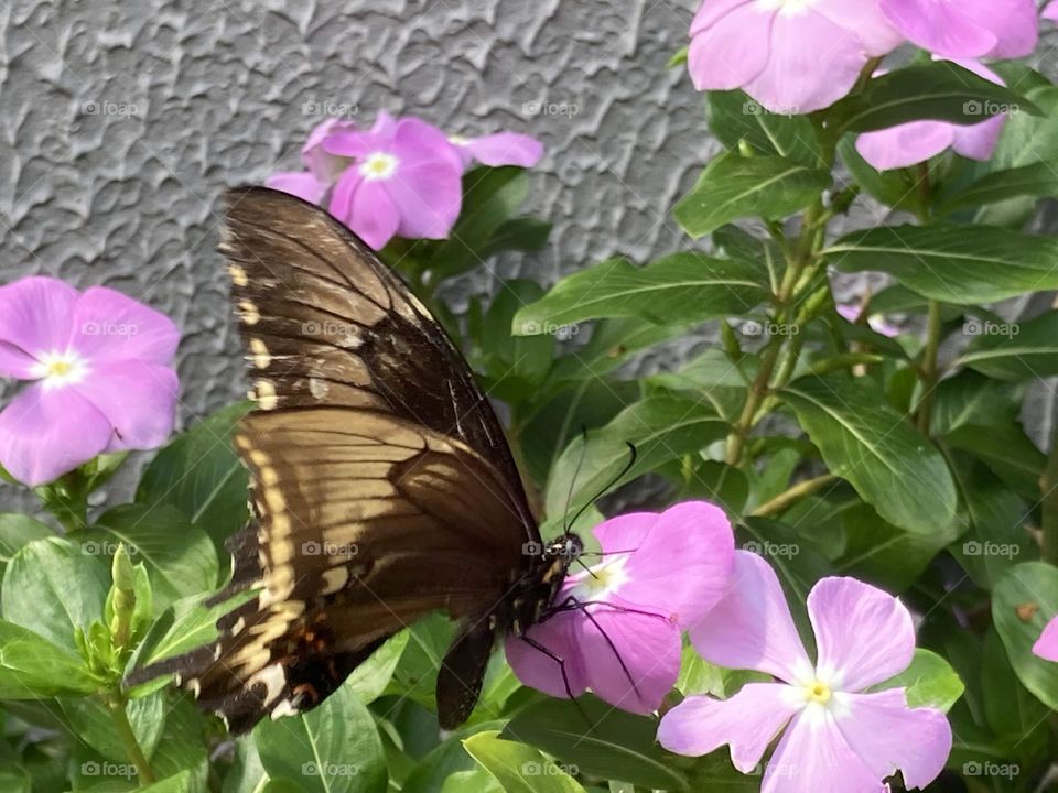 Flores de Maria sem vergonha cor de rosa suave com folhas verdinhas. Borboleta sugando o néctar da flor.