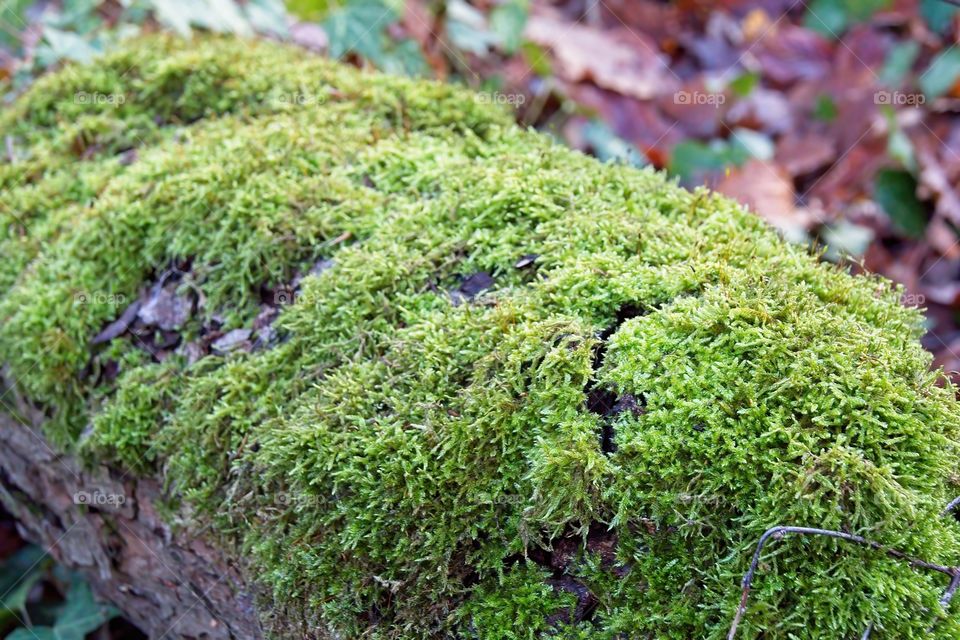 green moss on tree trunk