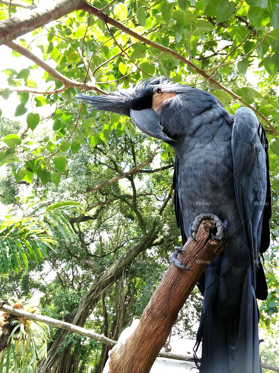 The parrots of indigenous kings of indonesia