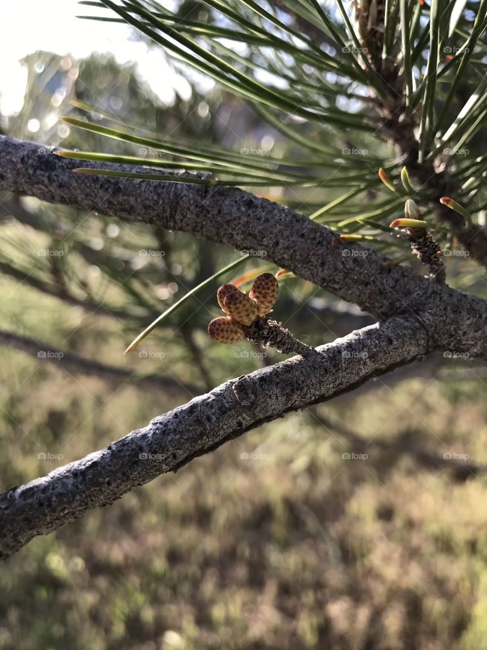 Baby pine cones. 