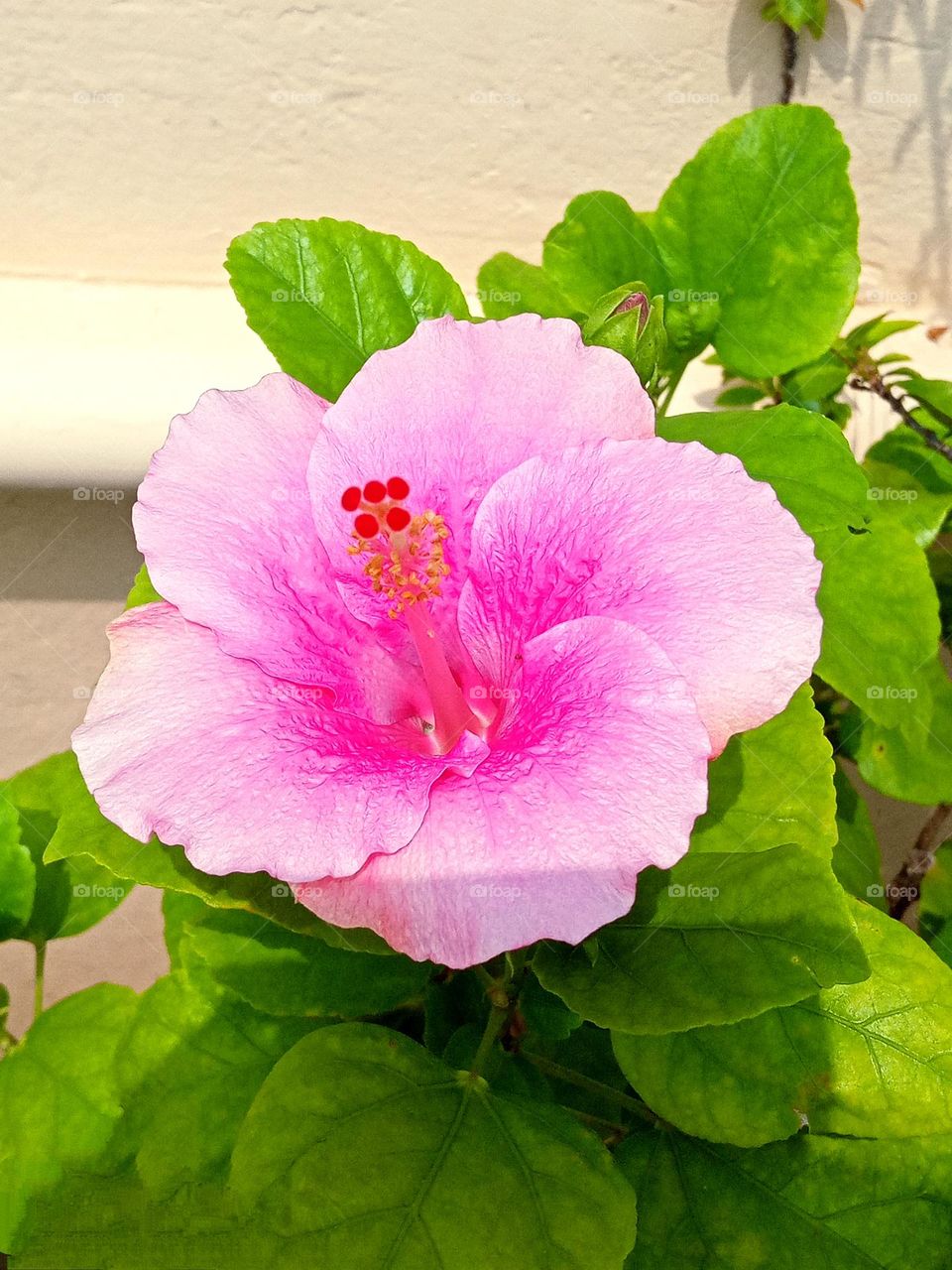 beautiful pink💕 🌺Hibiscus flower 🌺🌻🌹🌷