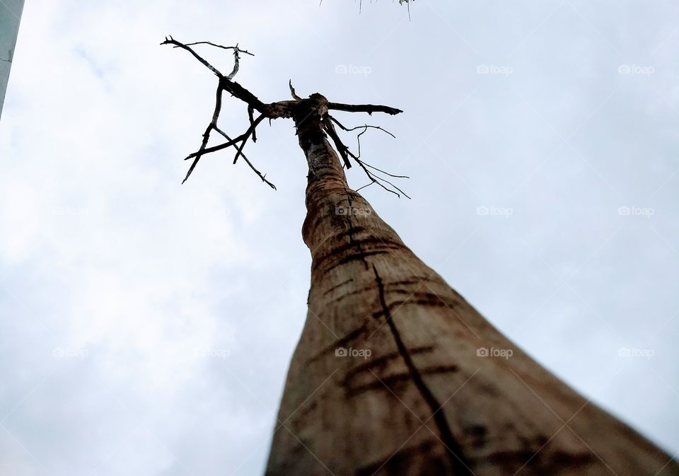 dry trunk