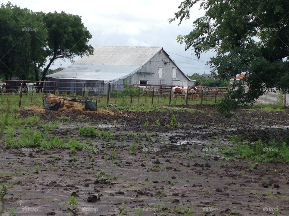 Farm scene. Old barn and a field with a couple of horses