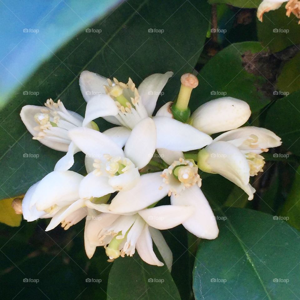 Cluster of navel orange blossoms