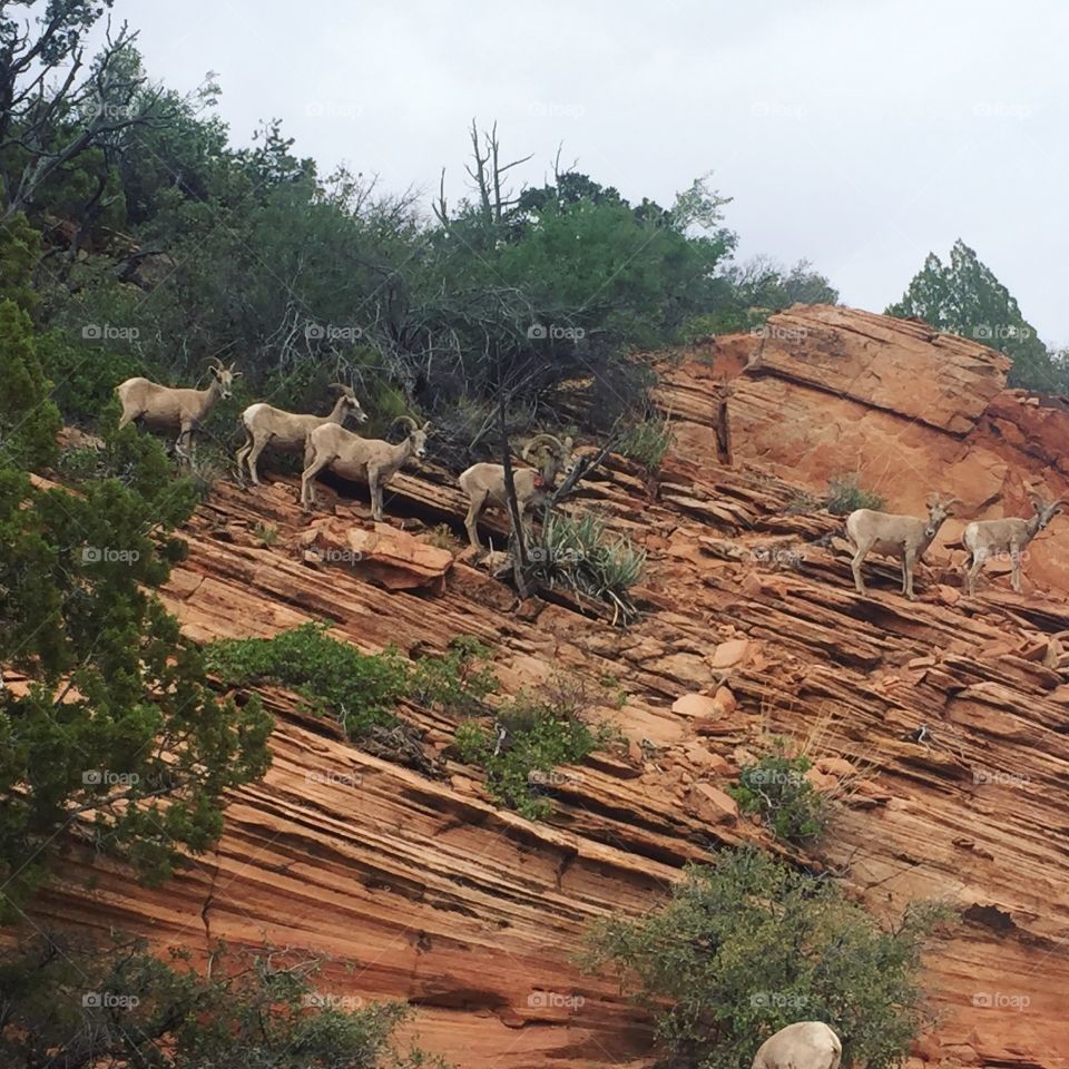 Just a few adorable long horned sheep coming down the mountain in Zion national park!! 