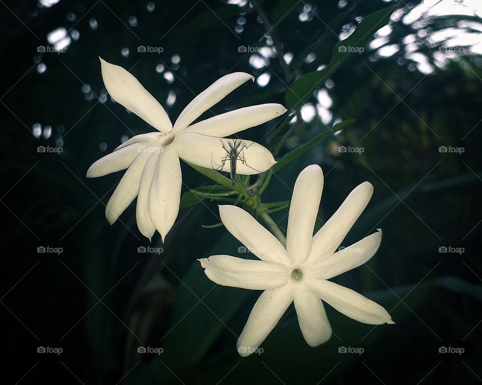 mosquito with flower in garden