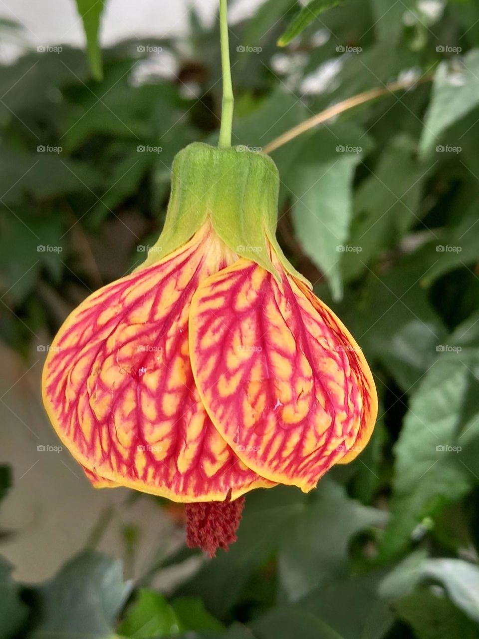 bell shape flower