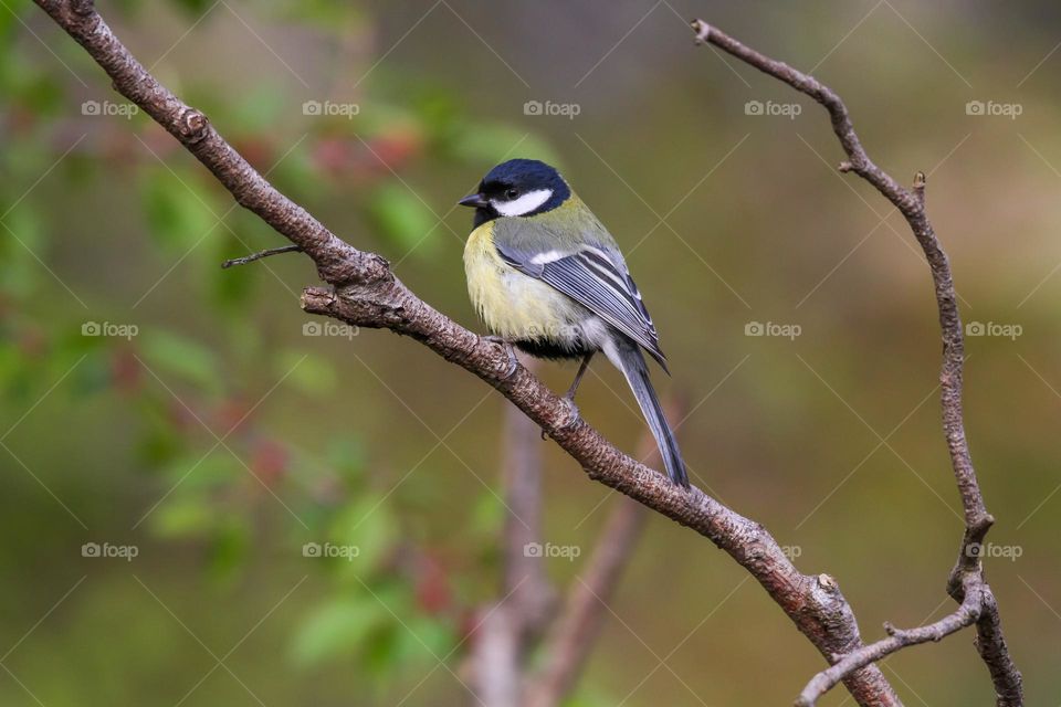 Great tit bird perching