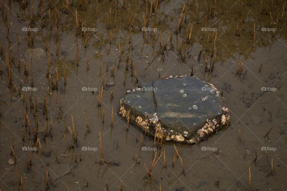 Mangroves Oyster Rock 