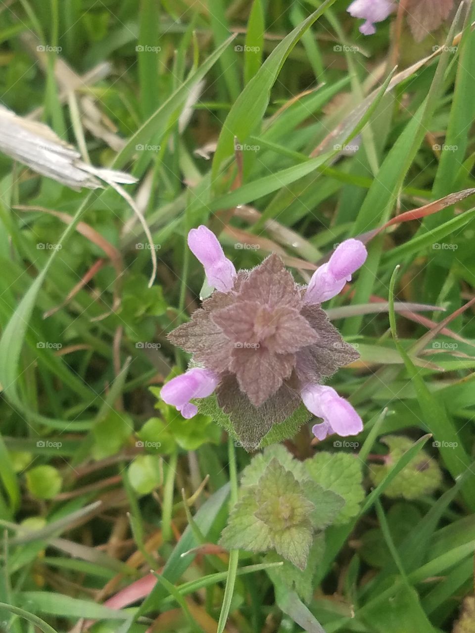 flowers coming soon!