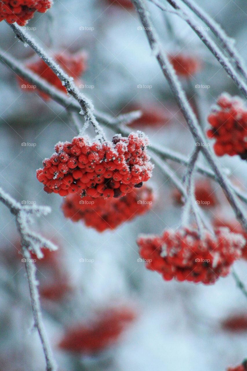 Snow rowan