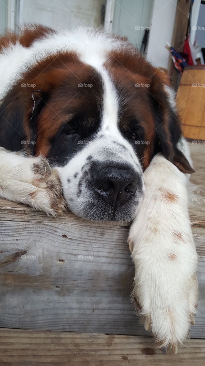 St Bernard lazy days