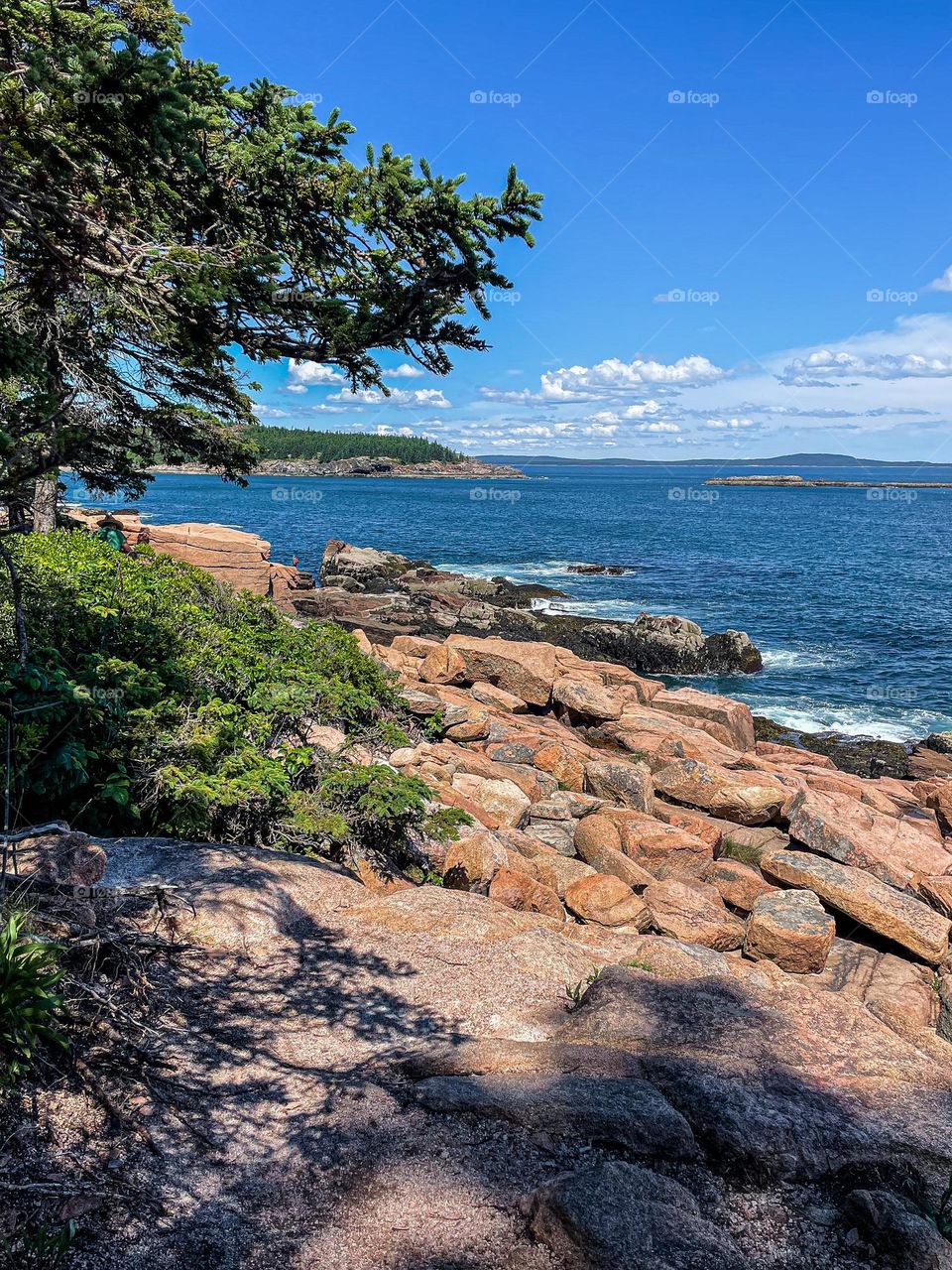 “Shores of Acadia.”  Spruce trees cast wild shadows across the rugged shores of Acadia National Park. 