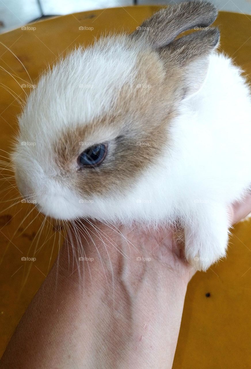 Un conejito super adorable rabbit so cute