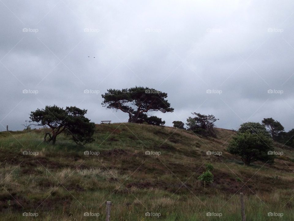 Tree hill