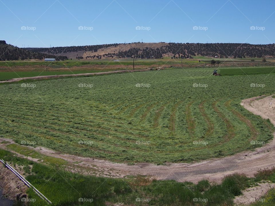A hayfield being freshly cut on farmland in a valley in Central Oregon on a sunny summer day. 